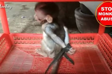 In one video, a <b>monkey</b> screeches as its finger is cut off. . Baby monkeys in trouble